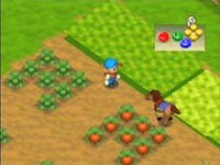 harvest4.jpg (8412 bytes)